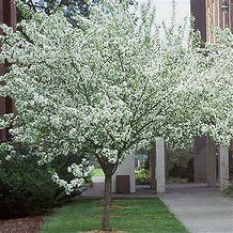 Spring Snow Crabapple Tree