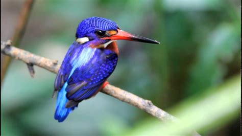 Blue Eared Kingfisher Youtube
