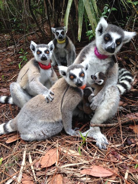 Leaping Lemurs — Ring Tailed Lemurs Lemur Catta Have A Very