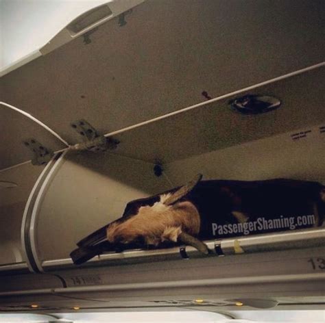 15 more of the worst airplane passengers ever