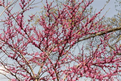 10 Varieties of Flowering Trees for Your Landscape