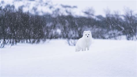 Arctic Fox Is On Snow Covered Landscape During Winter Hd Animals