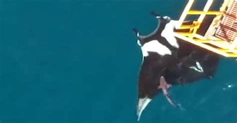 Drone Captures Massive Manta Ray Swimming Alongside Shark The