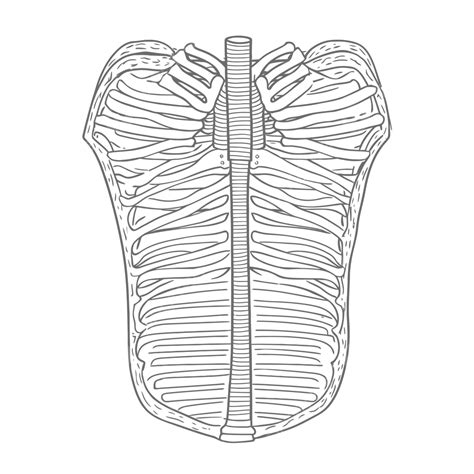 Anatomy Of The Ribcage With A Line Drawing Outline Sketch Vector Rib Cage Drawing Rib Cage