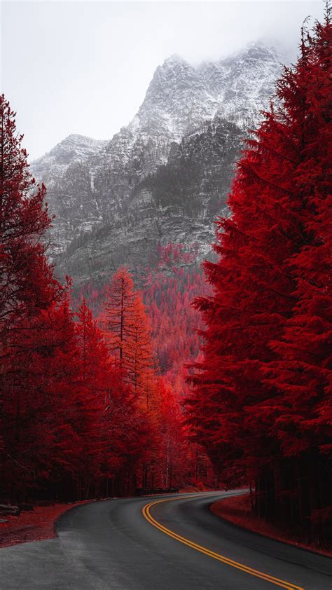 Red Pine Trees Hd Wallpaper