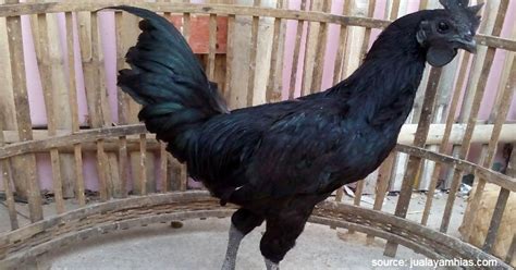 10 Jenis Jenis Ayam Di Indonesia Sudah Tahu