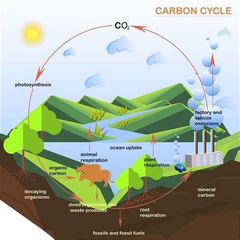 O Ciclo Biogeoquímico Do Carbono Compreende Diversos Compartimentos