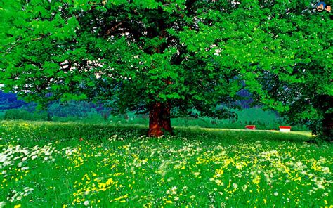 Green Tree In Meadow Image Abyss