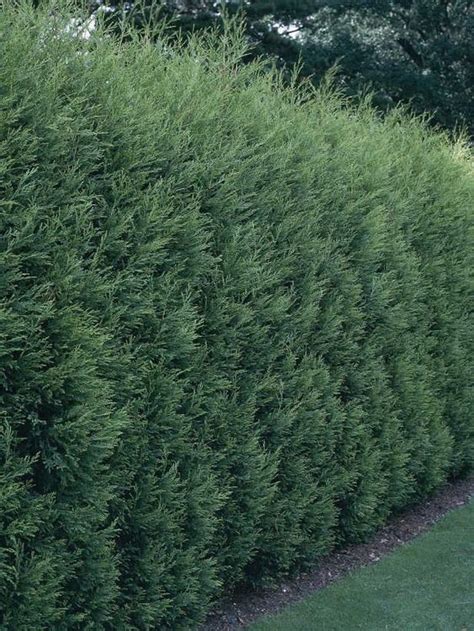 Planting Leland Cypress Fast Growing Widely Used For Screens The