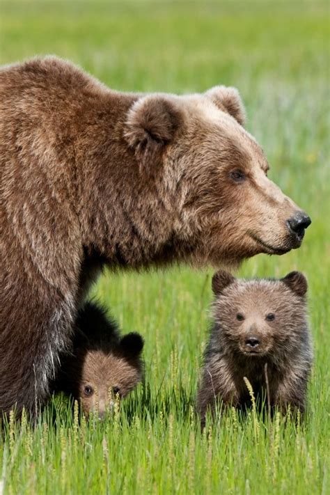 Mother Brown Grizzly Bear With Her Baby Cubs ♥ Cute Wild Animals ♥