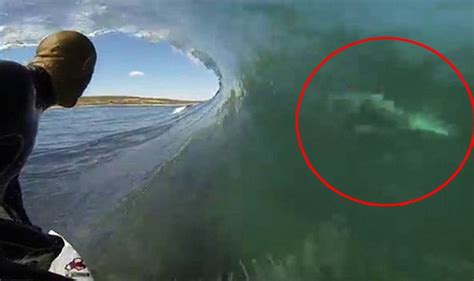 Kelly Slater Posts Video Riding A Wave Close To A Great White Shark In