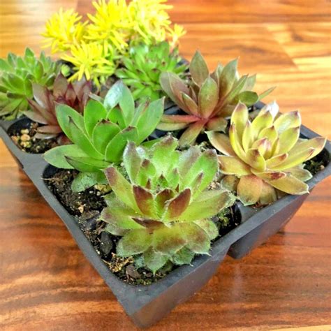 8 Hardy Succulent Variety Pack 2 Inch Plants Hens And