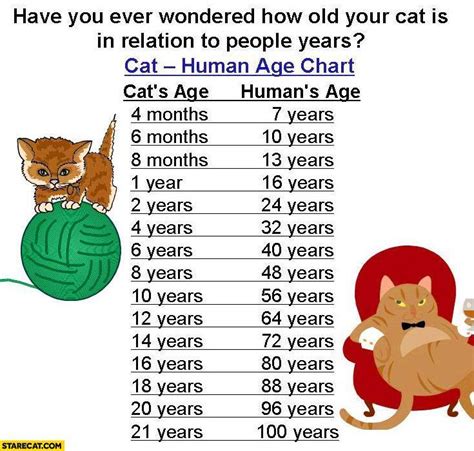 How Old Is Your Cat In Relation Compared To People Years Cat Human Age