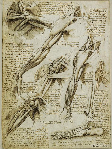 Da Vinci Man Right Arm And Shoulder Anatomy By Da Vinci Painting By