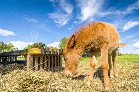 Small Horse Eating Hay At A Farm In Rural Surroundings In The Summer
