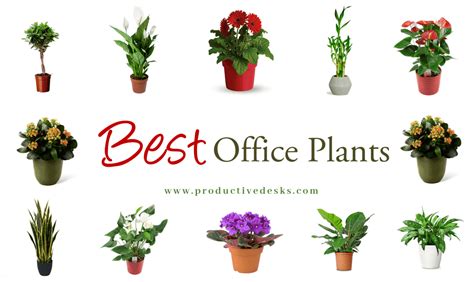 Best Plants For Office Desk With No Windows