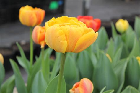Buy Tulip Bulbs Tulipa Sunlover Gold Medal Winning Harts Nursery