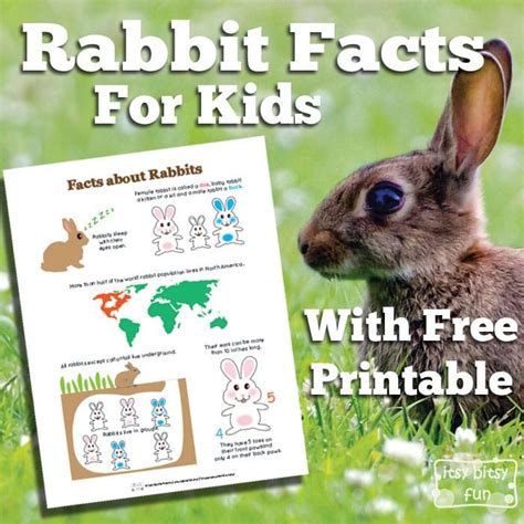 Rabbit Facts For Kids Itsy Bitsy Fun In 2021 Rabbit Facts Facts