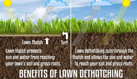 Augustine stolons from taking root, you can dethatch by raking up the lawn. Lawn Dethatching | Rochester Lawn Care