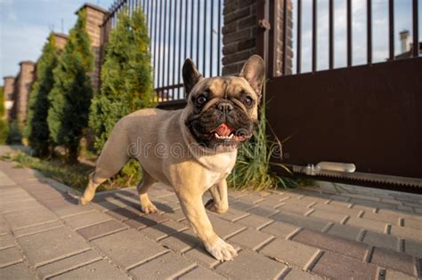 French Bulldog Walking Outdoors Stock Image Image Of Active Canine