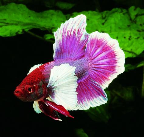 Betta Fish In Japanese Bettakus