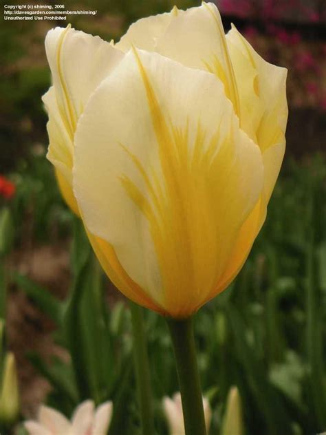 Plantfiles Pictures Fosteriana Tulip Sweetheart Tulipa By Shiming
