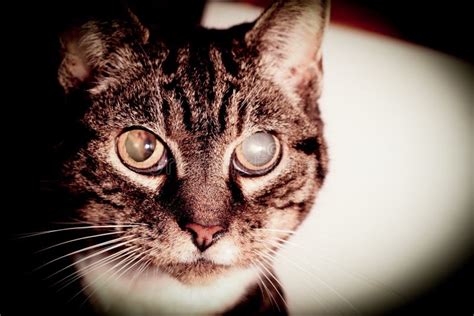 Cat Going Blind With Cataracts Fotografia Stock Immagine Di Animale