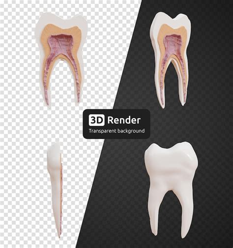 Premium Psd Human Molar Tooth Anatomy 3d Render Isolated