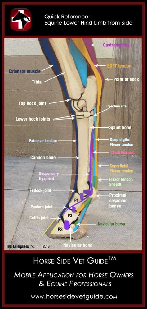 Distal Hind Limb Anatomy Horse Health Horse Anatomy Vet Medicine