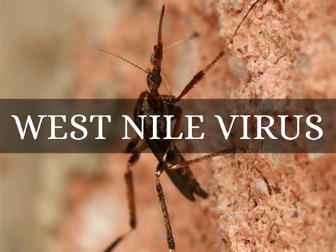 West Nile Virus By Taylor Collier