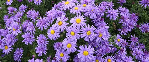Perennials also bring a profoundly satisfying satisfaction to a garden. The Best Perennial Flowers for Zone 4 | Plant Perfect