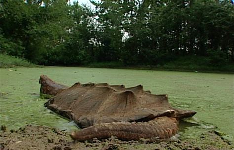 Giant Alligator Snapping Turtle Size The Alligator Snapping Turtle Macrochelys Temminckii Is