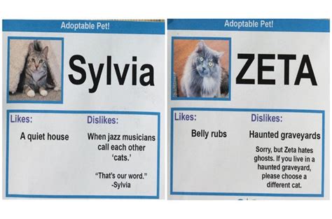 Hilarious Cat Adoption Profiles Will Make You Do A Spit Take Petguide