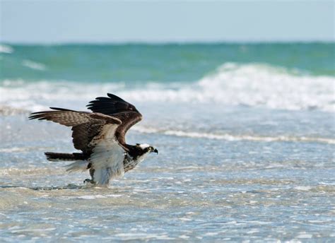 Plays With Needles The Ospreys Of Pelican Bay