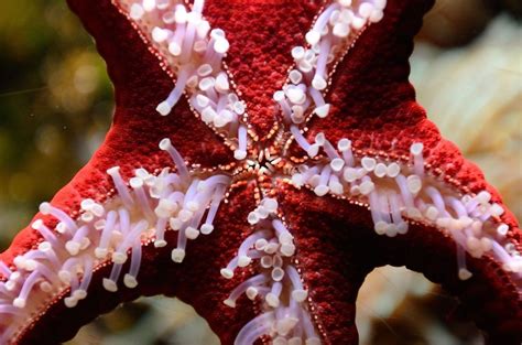 Red Knobbed Starfish Protoreaster Lincki A Close Look At The Bottom