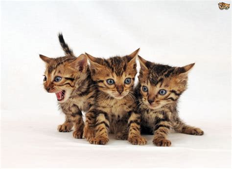 What vaccines do kittens need at the age of What Shots Do Kittens Need At What Age