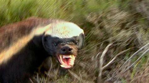 A Brave Naturalist Follows A Fierce Teeth Baring Honey Badger As She