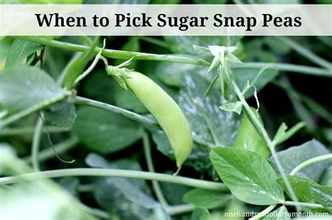 Pick shelling peas when the pods are full and green. Mavis Garden Blog - When to Pick Sugar Snap Peas - One ...