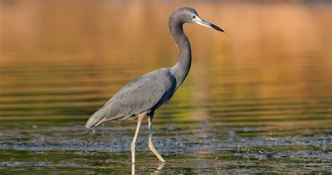 Little Blue Heron Identification All About Birds Cornell Lab Of