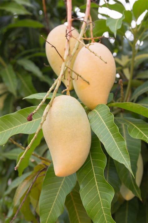 Many Mango Ripe On Mango Trees Stock Photo Image Of Healthy Organic