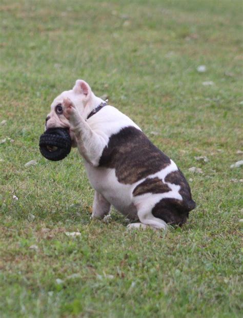 Tug - Shorty Bull puppy for sale in Marysville, Kansas ...