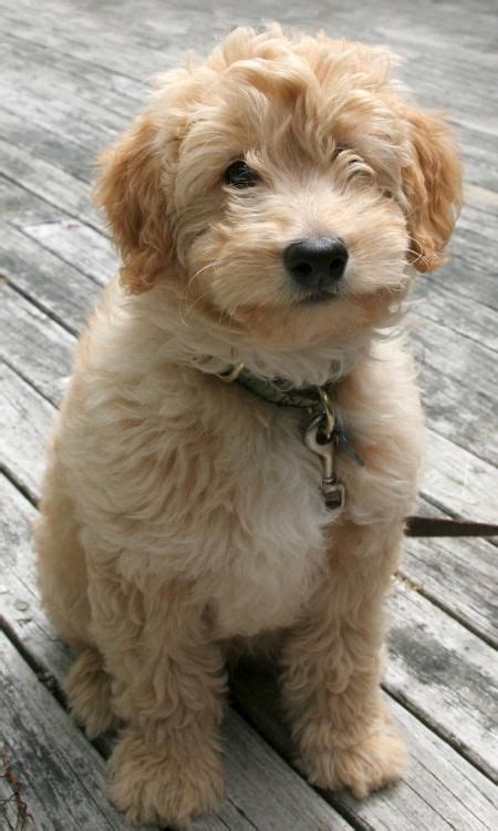 739 Best Images About Oodles Of Goldendoodles On