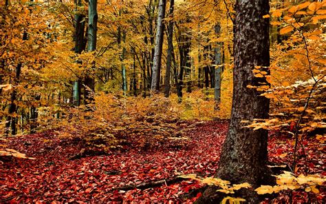 Nature Landscape Trees Forest Branch Leaves Fall Wood