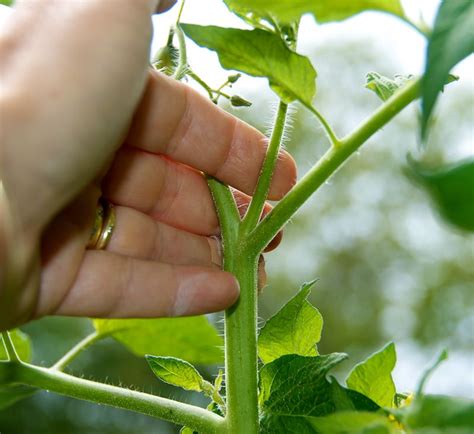 Pruning Tomato Plants In Pots