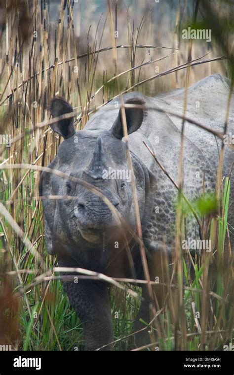 Greater One Horned Rhino Chitwan National Park Western Terai Nepal