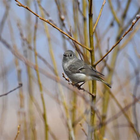 A Female Ruby Crowned Kinglet I Found The Other Day Birding