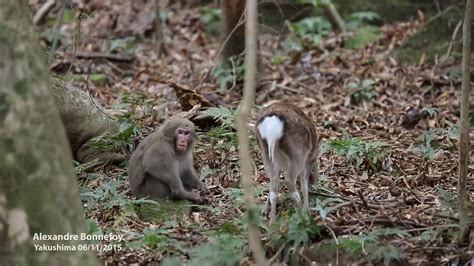Why This Monkey Tried To Have Sex With A Deer Science Aaas