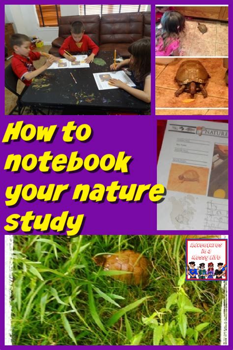 Using Notebooking Pages In Nature Study