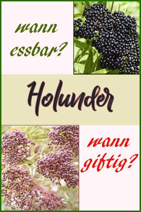Die schneeweißen blütendolden werden für sirup, marmelade und gelee die heilkräfte der holunderblüten kannst du auch in einer hausgemachten tinktur aufbewahren. Wann ist Holunder giftig und wann essbar? - Kräuterkeller ...