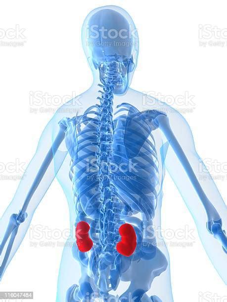 Picture Of A Human Highlighting The Kidneys Stock Photo Download